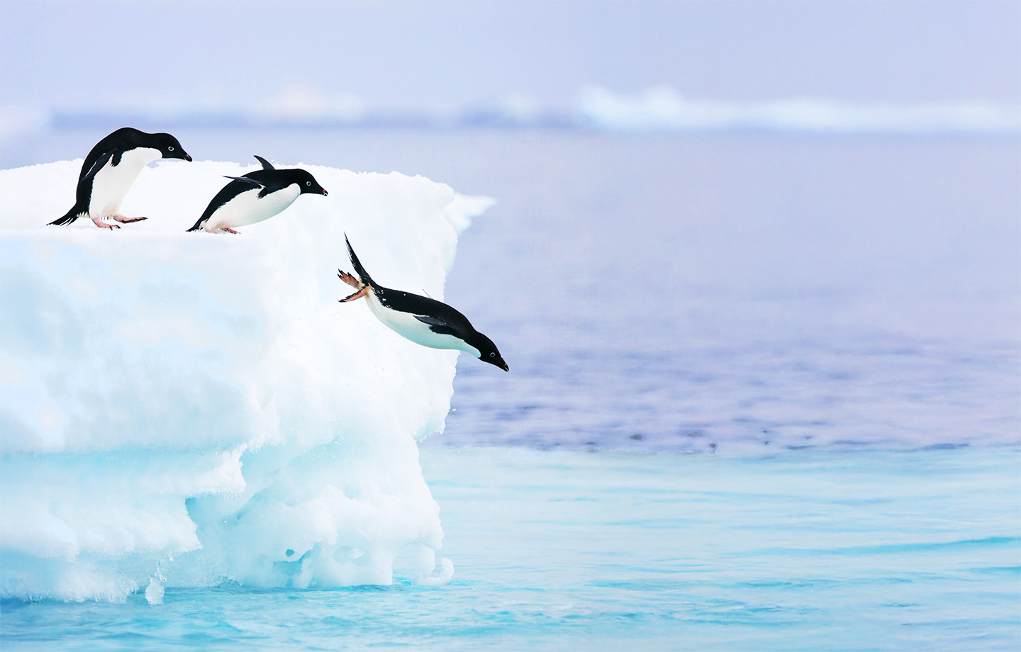 Macchina per Gyoza HOSHIZAKI-RON